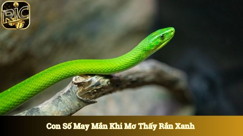 Con số may mắn khi chiêm bao thấy rắn xanh 