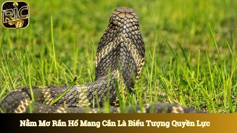 Nằm mơ thấy rắn hổ mang cắn với biểu tượng quyền lực 