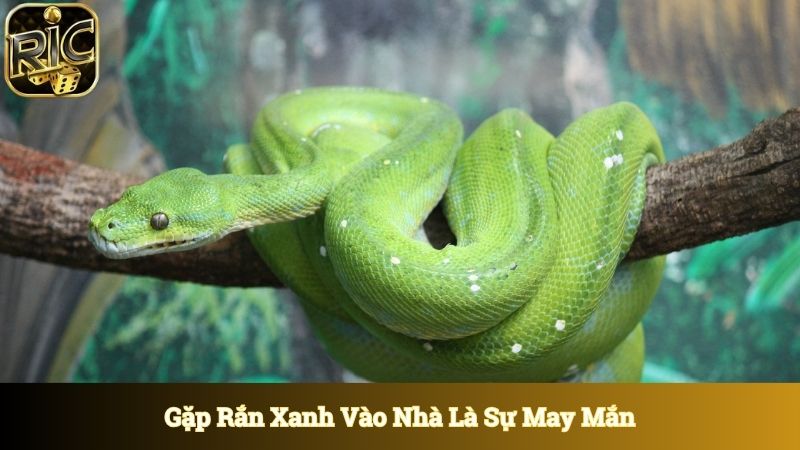 Gặp rắn xanh vào nhà mang đến sự may mắn