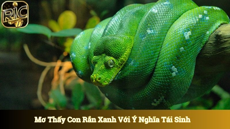 Mơ thấy con rắn xanh mang đến ý nghĩa tái sinh