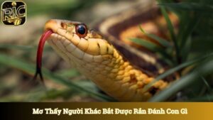 Mơ Thấy Người Khác Bắt Được Rắn Đánh Con Gì