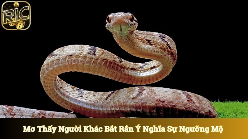 Mơ thấy người khác bắt rắn thể hiện cho sự ngưỡng mộ 