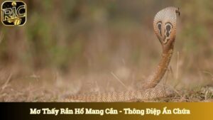 Mơ Thấy Rắn Hổ Mang Cắn
