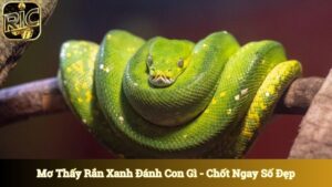 Mơ Thấy Rắn Xanh Đánh Con Gì