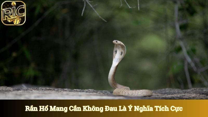 Rắn hổ mang cắn nhưng không thấy đau là ý nghĩa tích cực