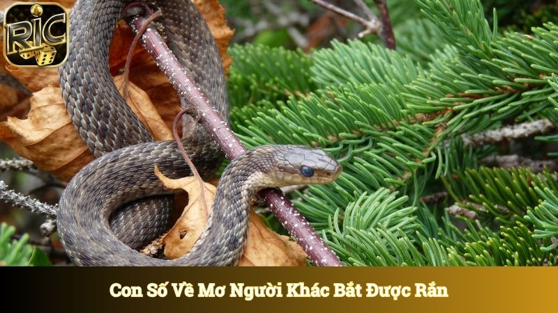 Con số xoay quanh giấc mơ người khác bắt được rắn