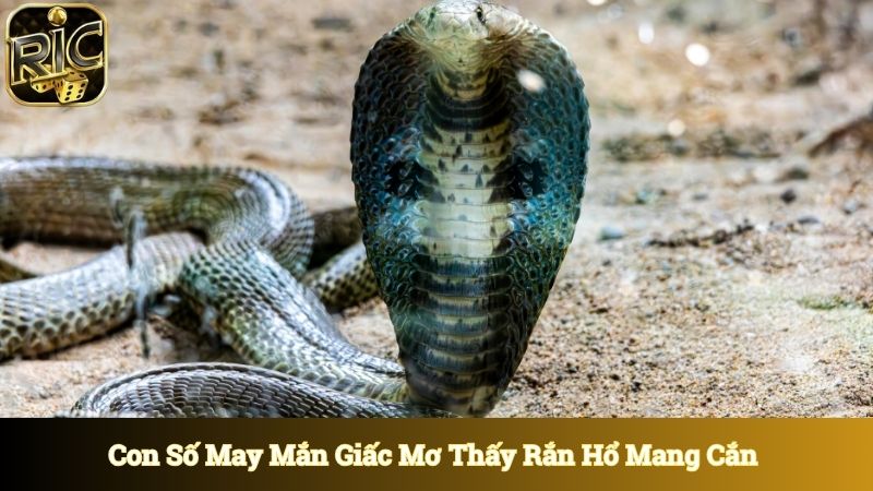 Con số tương ứng với giấc mơ thấy rắn hổ mang cắn 
